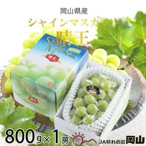 【2025年8月より順次発送】岡山県産　シャインマスカット　晴王　800g×1房【配送不可地域：離島】【1603758】
