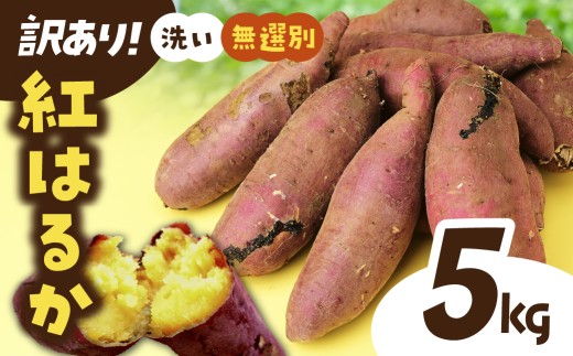 紅はるか【訳あり】さつまいも(洗い 無選別) 5kg  |  訳あり 採れたて 新物 紅はるか べにはるか・SS～L混載  さつまいも 茨城県 サツマイモ 生芋 ほくほく 土付き 焼き芋
