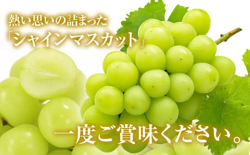 シャインマスカット 約4kg ぶどう 葡萄 フルーツ 岡山 高梁市産 2026年 先行予約 果物類 芳醇な香り 種なし 皮ごと 