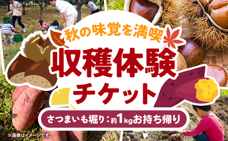 収穫体験 チケット さつまいも掘り 約1kgお持ち帰り 有限会社水野果樹園《90日以内に出荷予定(土日祝除く)》千葉県 流山市 収穫 体験 サツマイモ 体験 野菜