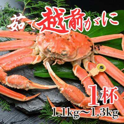 ふるさと納税 あわら市 【先行予約】【1月発送限定】茹で越前がに 1杯 1.1kg〜1.3kg