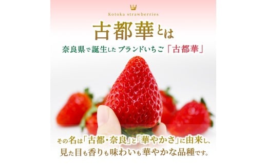 ブランド苺 新鮮 古都華 (小粒) 約500g [250g×2パック] 【2026年1月上旬～5月下旬に順次発送】／ スマイル葛城農業 ブランド いちご 苺 ことか イチゴ スイーツ フルーツ 甘い 