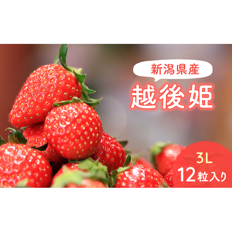 【予約受注】2026年2月下旬より発送新潟県産越後姫3L　12粒入り 