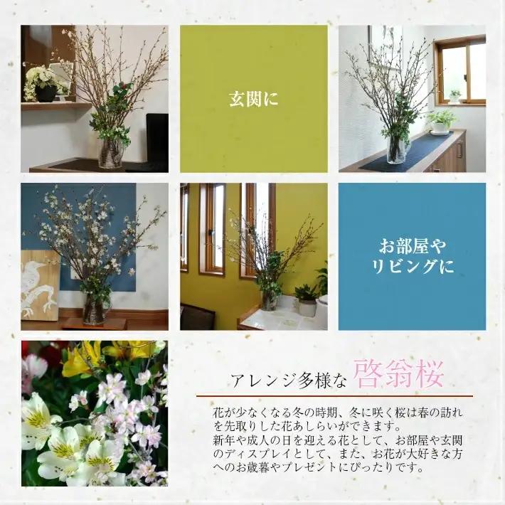 啓翁桜 約125cm×10本（2月下旬発送）※着日指定不可 東北 山形県 遊佐町 庄内地方 桜 木 植物 枝 切り花 花束 お花 室内 リビング 玄関 アレンジにも お正月飾り 冬 春 新春 迎春 新