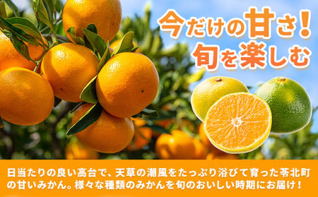 【先行予約】訳あり パール柑 4kg｜柑橘柑橘柑橘都呂々