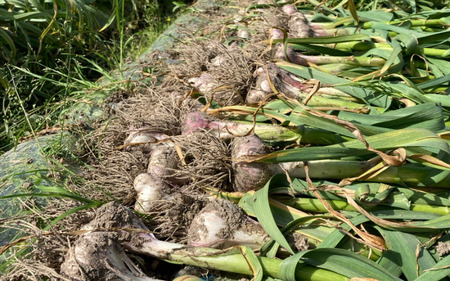 秀品　由良の生にんにく 2kg※2026年4月下旬より順次発送【ksnw006】 