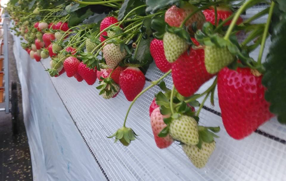 絢音ベリー農園 "絢" いちご 500g （250g×2P）