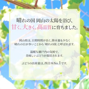 シャインマスカット 晴王 特選 岡山県産 シャインマスカット【1房 約700g】【先行予約】