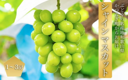 
            シャインマスカット 1～3房 ぶどう 和歌山産 【大人気】 ★8月上旬から発送★【KF11】
          