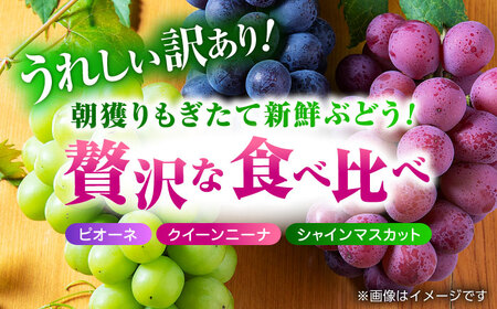 【先行予約】 訳あり ぶどう3種 食べ比べ 切り落とし 計約700g  【合同会社 社方園】[ZBZ040]