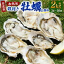 【ふるさと納税】 【無選別】加熱用 殻付き牡蠣 約2kg （36～50個） 三倍体 ｜牡蠣 かき カキ 殻付き 加熱用 調理用 焼き牡蠣 蒸し牡蠣 牡蠣鍋 カキフライ 牡蠣の酒蒸し 魚介 海鮮 BBQ バーベキュー 国産 大阪府 阪南市 送料無料