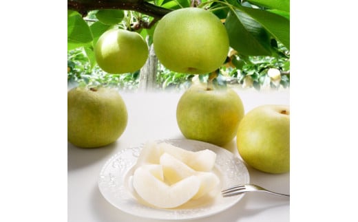 【先行予約】農家さん応援　訳あり　二十世紀梨　