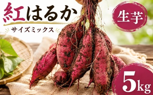 【12月～3月発送】 さつまいも 紅はるか 5kg 土付き 生芋 サイズミックス サツマイモ べにはるか さつま芋 甘藷 いも 芋 イモ 野菜 おやつ 詰め合わせ 大サイズ 小サイズ 旬 産地直送 農家直送 茨城県 鉾田市 ほこた カミナリ 山一ファーム