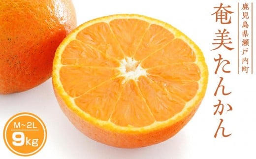 
            【2026年発送 先行予約】武富農園の奄美たんかん 9kg（3kg×3箱）|たんかん タンカン 柑橘 カンキツ 柑橘類 詰め合わせ 産地直送 先行予約 おすすめ
          