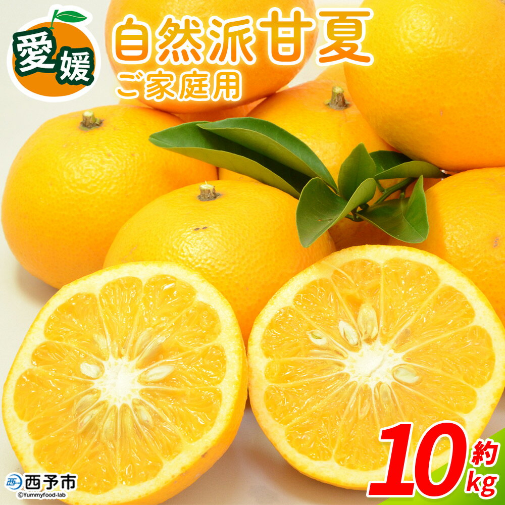【ふるさと納税】＜自然派甘夏 ご家庭用 約10kg＞ 内容量 明浜 甘夏 みかん 蜜柑 旬 果物 フルーツ 柑橘 低農薬 ご家庭用 訳あり 国産 愛媛県産 送料無料 特産品 井上農園 愛媛県 西予市【常温】『2026年3月～4月迄に順次出荷』