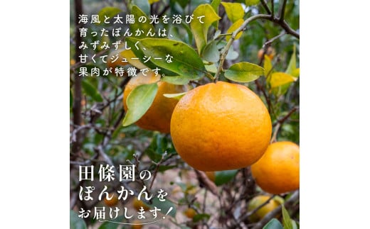 【先行予約】 【早期受付】 ぽんかん 5kg 訳あり 2027年2月より順次発送 国産 家庭用 13500円 わけあり 早期 受付 柑橘 みかん ポンカン 蜜柑 果物 くだもの フルーツ 濃厚 甘い 