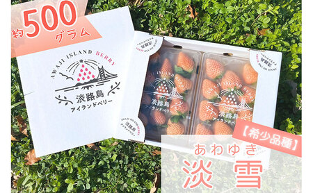 [先行受付] 完熟をお届け◎淡路島産旬の採れたてフルーツ！【希少品種】白いちご『淡雪』 生果実500gセット 兵庫県 洲本市 淡路島