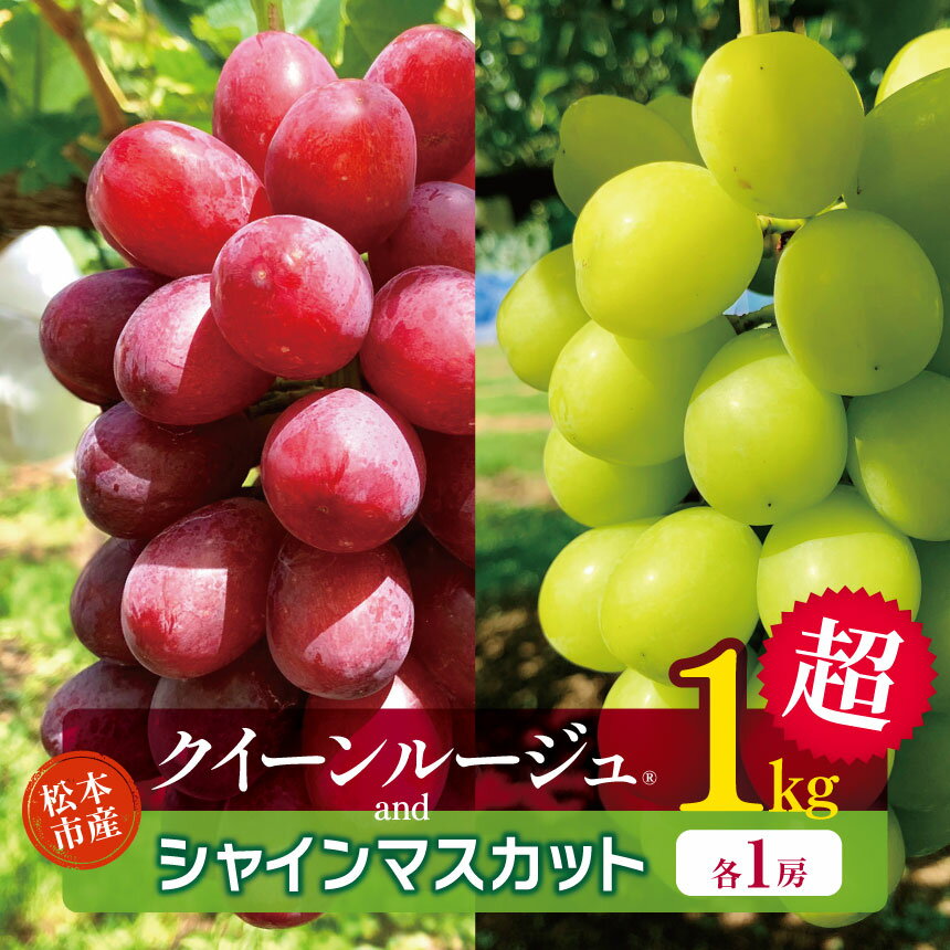 【ふるさと納税】【2026年発送】【先行予約】 松本市産 贈答用 クイーンルージュ®、シャインマスカット　各1房（1kg超）｜贈答 プレゼント シャインマスカット しゃいんますかっと クイーンルージュ ぶどう ブドウ 葡萄 くだもの 果物 ふるーつ フルーツ 長野県 松本市