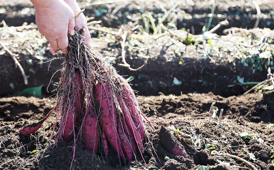 004-1138 【先行予約】 （訳あり） はるか姫 約3kg さつまいも サツマイモ 芋 いも 紅はるか べにはるか 大分県 豊後大野市 【2024年10月下旬～2025年5月下旬発送予定】