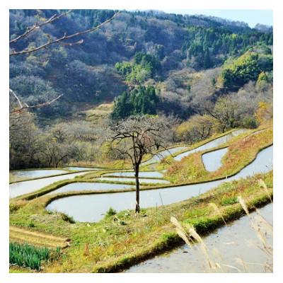 ふるさと納税 上越市 永田農法米コシヒカリ　令和7年産　2kg×2袋 |  | 03