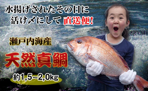 [下処理なし]≪瀬戸内海産≫朝1番水揚げされた天然真鯛を直送致します。［大サイズ］