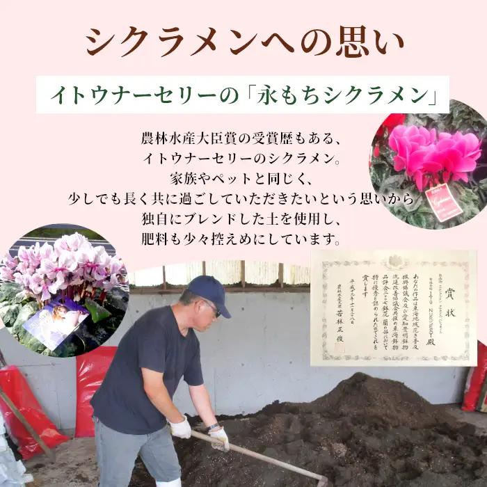 《予約品》シクラメン インディカ 色：フクシア 農林水産大臣賞受賞歴あり 愛知県産 シクラメン ５号鉢  花  プレゼント 贈り物 鉢花 鉢 ガーデン ガーデニング 愛知県産 クリスマス  -272
