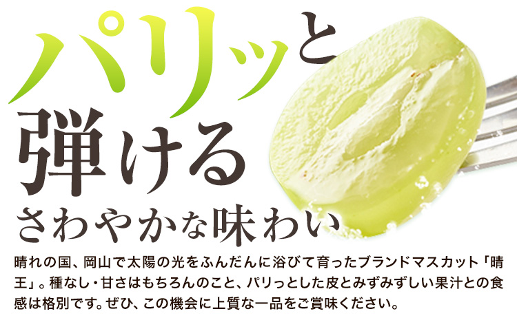 ぶどう 【2025年先行予約】 シャインマスカット 晴王 1.3kg (2房)《2025年9月中旬-11月上旬頃出荷》ハレノスイーツ 岡山中央卸売市場店 マスカット 送料無料 岡山県 浅口市 フルーツ