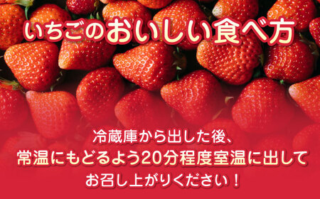 【2024年12月〜順次発送】いちご 3品種 食べ比べセット 計1000g ( 250g × 4P ) 農園直送 産地直送 熊本県産 山都町産【なかはた農園】[YBI002]