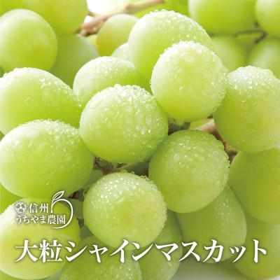 ふるさと納税 長野県 【発送月固定定期便】ナガノパープル★シャインマスカット★信州りんご全3回 |  | 02