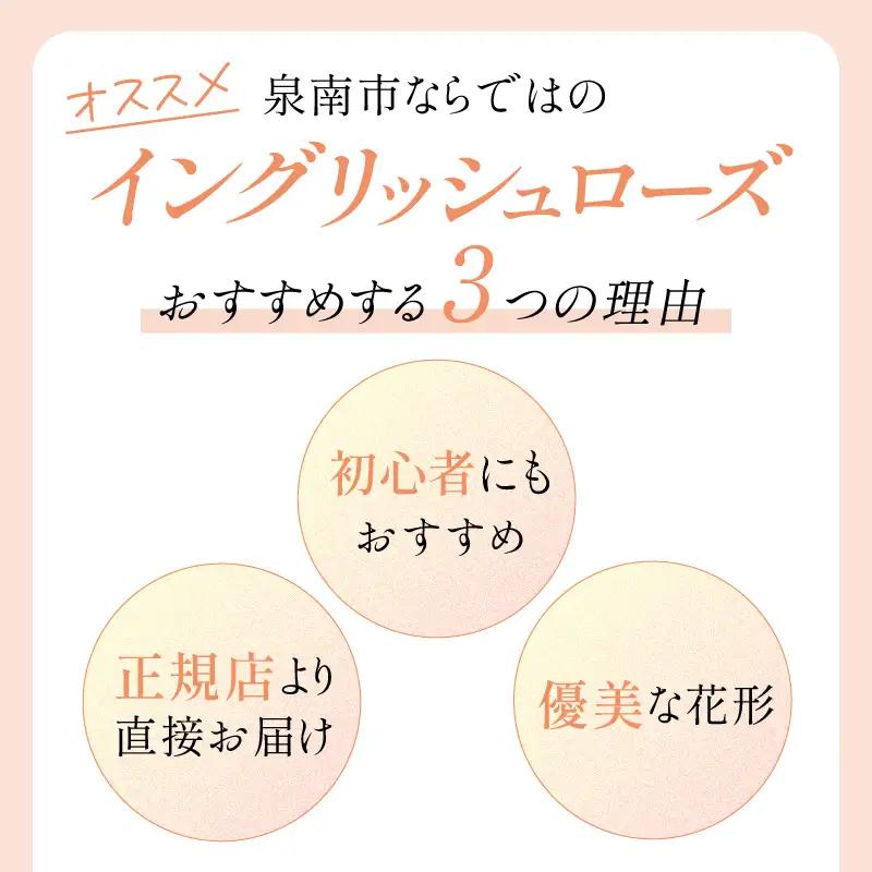 【イングリッシュローズ】デビッド・オースチン ボスコベル 6L鉢苗（バラ専用肥料付）【025D-049】