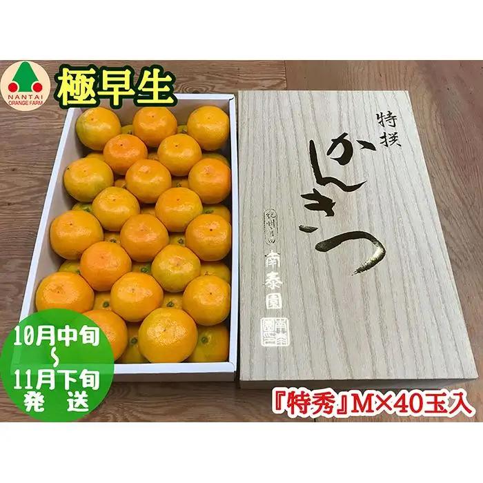 極早生 有田 みかん 化粧箱 特秀 M サイズ 40玉入 南泰園 和歌山 有田みかん