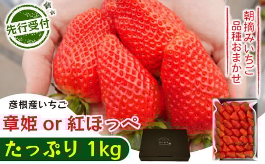 【先行予約】【2026年1月上旬発送】いちご 章姫 or 紅ほっぺ たっぷり 1kg 品種 おまかせ  あきひめ べにほっぺ 苺 家庭用 イチゴ 果物 くだもの フルーツ 食品 ストロベリー ジャム スムージー 期間限定  福花農園 彦根 滋賀