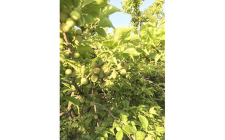 梅 シロップ 漬物やがこだわった。梅シロップ　720ml×2本