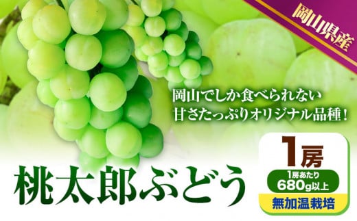 227.【先行予約】 岡山県産 桃太郎ぶどう  1房 (680g以上)  無加温栽培【配送不可地域あり】 《9月上旬-10月下旬頃出荷》 岡山県 矢掛町 ぶどう 葡萄 果物