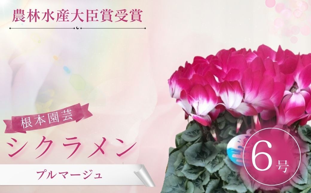 
                  【2026年 先行予約】 シクラメン プルマージュ 6号鉢 | 花 お花 ガーデンシクラメン 2色 6号 花ギフト フラワーギフト 鉢花 鉢植え ギフト プレゼント 贈答 農林水産大臣賞受賞 根本園芸 シクラメン
                