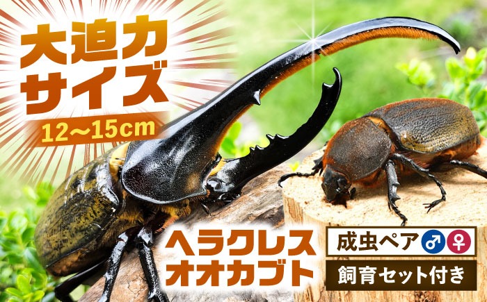 【配送不可地域：北海道・沖縄・離島】ヘラクレスオオカブト成虫ペア（オスサイズ120mm〜150mm）飼育セット付き 愛西市 / 艶麗[AEDD001]