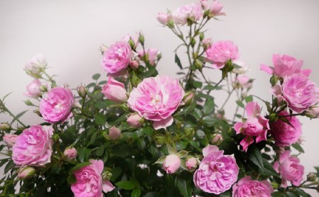 【先行予約】 母の日に！ つるバラ 舞姫 タワー仕立て ピンク 2026年5月から順次発送 オンライン決済限定 花 花