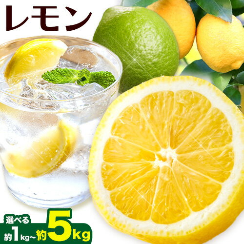 【ふるさと納税】レモン 選べる 約 1kg 2.5kg 5kg 各＋250g (傷み補償分) 和歌山 有田産 防腐剤・WAX不使用 安心 国産 レモン 池田鹿蔵農園@日高町（池田農園株式会社）《9月上旬-4月下旬頃より発送予定》和歌山県 日高町 れもん グリーンレモン lemon 檸檬 配送不可地域あり