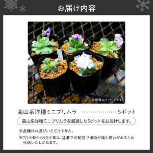 高山系洋種ミニプリムラ5ポットセット
