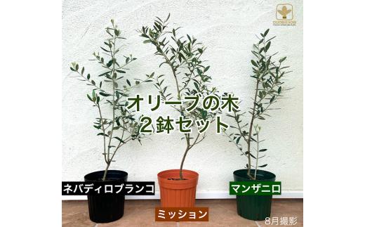 A-061  オリーブの木２品種セット（ミッション・ネバディロブランコ・マンザニロ）　※沖縄・離島への配送不可