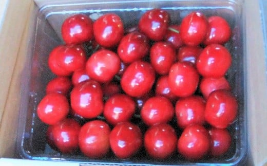 温室さくらんぼ（佐藤錦）５００ｇ　２Ｌサイズ　0112-2606