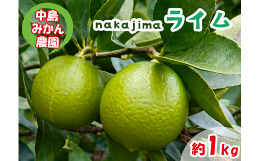 【2026年10月上旬から順次発送】ライム 1kg 中島みかん農園｜柑橘 果汁酸味 果物 くだもの 果実 国産 フルーツ 有名 愛媛 松山 瀬戸内 ビタミン 美味しい 生産者 直送 産直 無添加 ライ