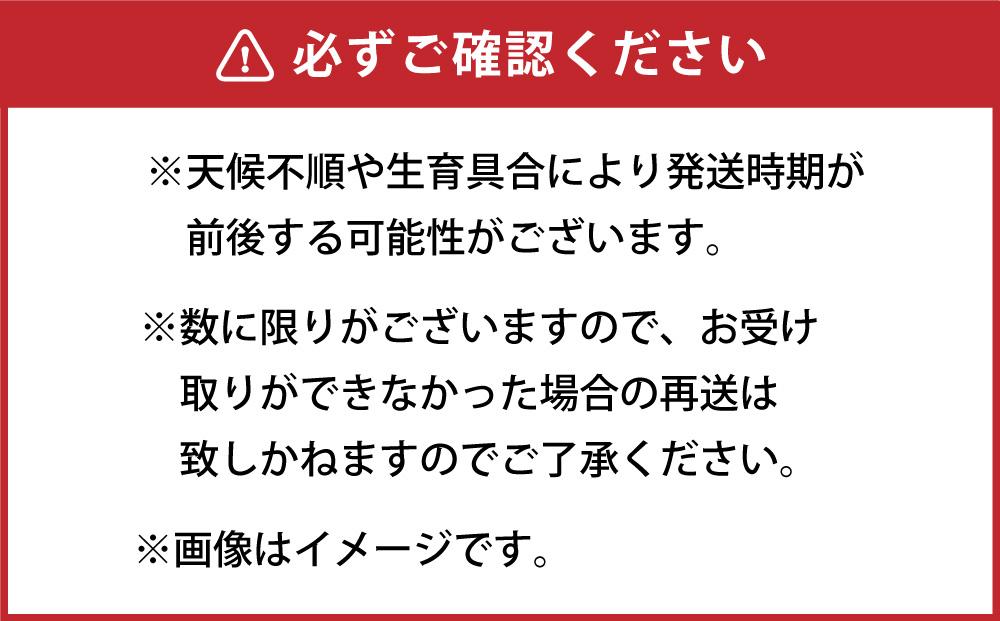 【先行予約】朝採り グリーンアスパラ 2L～3L 1kg (2025年5月下旬発送予定)_01704