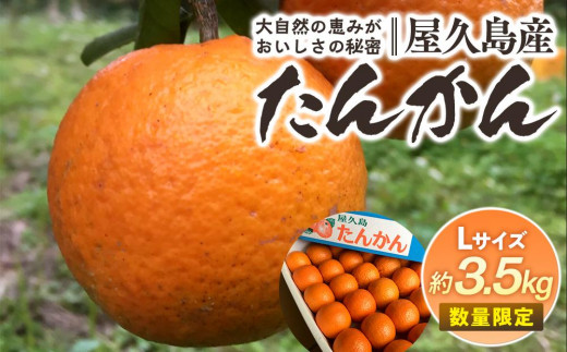 
                  2027年発送 屋久島産たんかん 約3.5kg・Lサイズ＜先行予約／数量限定＞
                