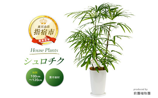 2026年1月中旬～発送【観葉植物】シュロチク100cm～120cm(前園植物園/IB002-013) 観葉 植物 インテリア 鉢植え グリーン 美しい 園芸 室内 リラックス おしゃれ 鹿児島 指宿 いぶすき シュロチク シュロ竹 育てやすい インテリアグリーン 風水 花言葉 向上心 思慮深い 受け皿付き 【配送不可地域：北海道・沖縄県・離島】