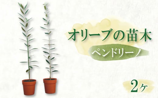 オリーブ苗木2本セット【ペンドリーノ】静岡 沼津 母の日 父の日