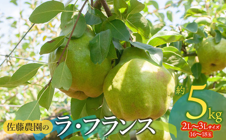 【令和8年産先行予約】 ラ・フランス　2L～3L　約5kg (16～18玉)　山形県鶴岡市産 佐藤農園