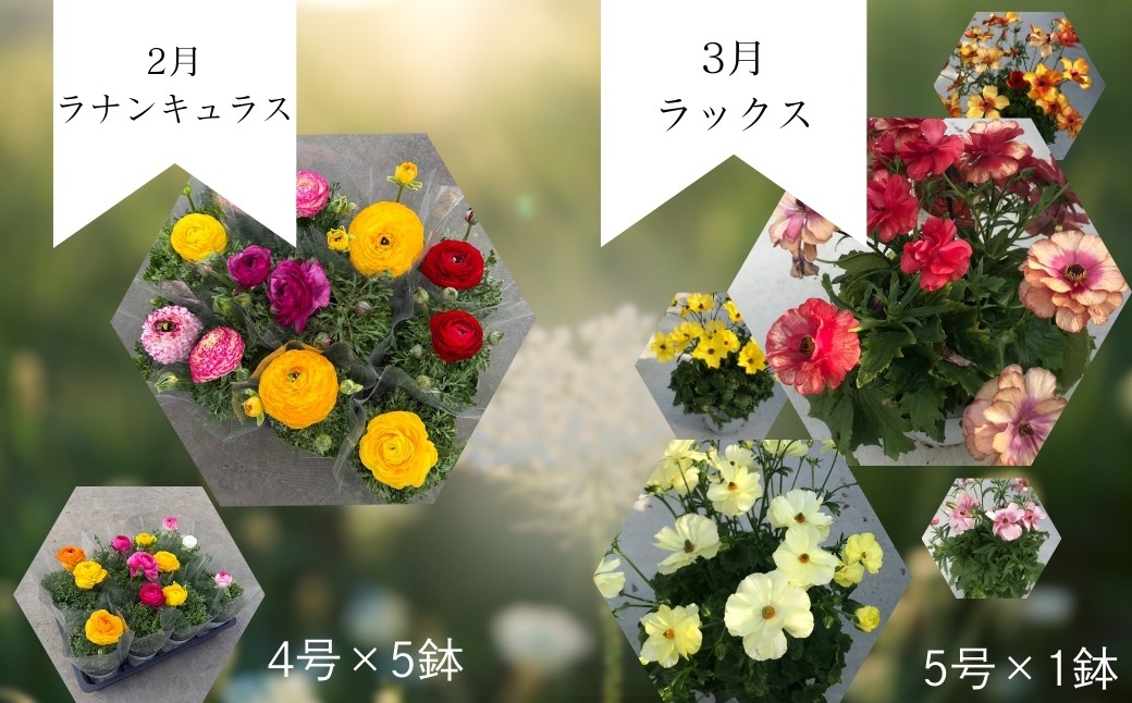 【先行予約】花ギフト定期便 6ヶ月 シクラメン クレマチス アジサイ | 花 お花 ギフト フラワーギフト 根本園芸
