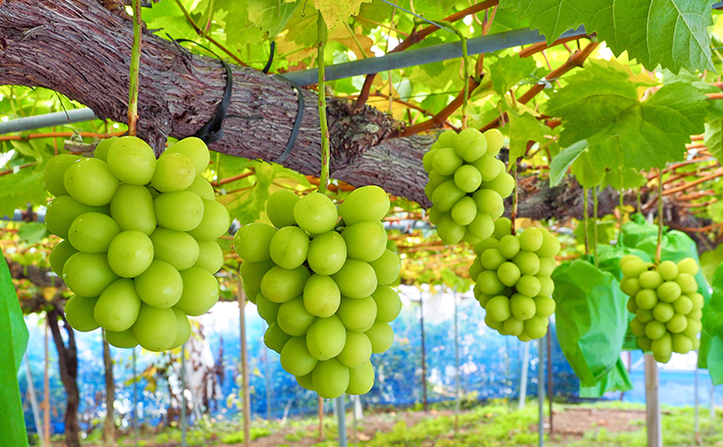 【先行予約／2025年10月発送】シャインマスカット約2kg 3～4房 重量保証 信州 小諸 果物 フルーツ ぶどう ブドウ 種無し 甘い 完熟 季節限定 贈答用 大粒 産地直送 新鮮 お取り寄せ こ