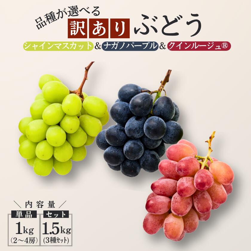 【ふるさと納税】 『糖度にこだわる！選べる [訳あり] 3種のぶどう』単品約1kgまたは3種セット計約1.5kg（シャインマスカット／クイーンルージュ／ナガノパープル ）2026年9月〜10月発送予定［TK18～TK20］//ふるさと納税 訳あり ぶどう 葡萄 フルーツ 果物 長野 松川